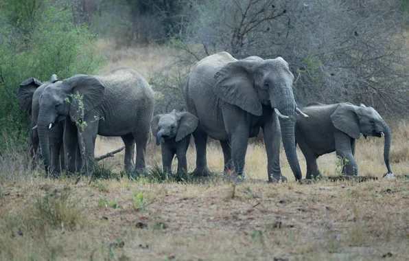 Branches, nature, elephant, elephants, family, the elephant, elephant, a herd of elephants