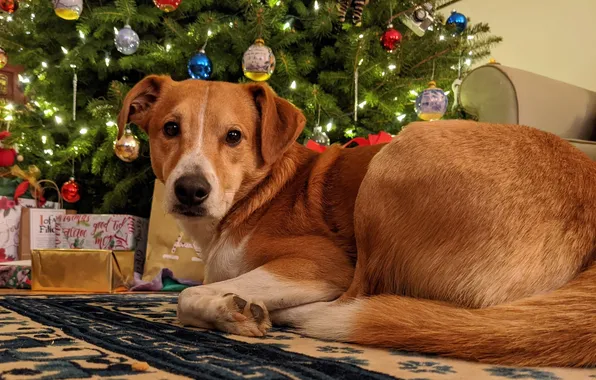 New year, Christmas, dog, herringbone, dog