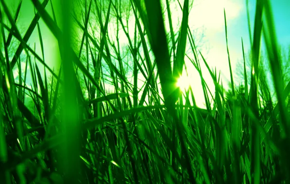 The sky, the sun, rays, light, Grass, green