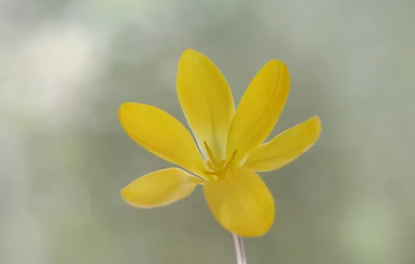 Picture flower, petals, Krokus