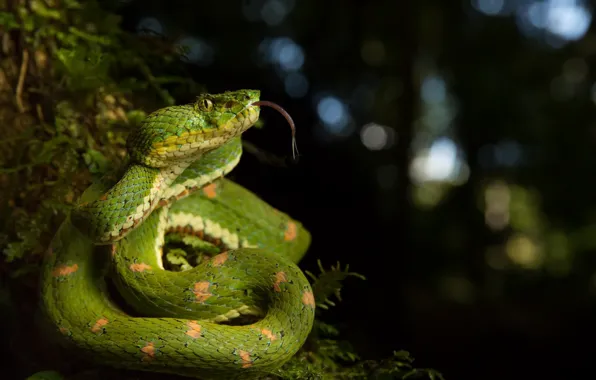 Picture nature, background, snake