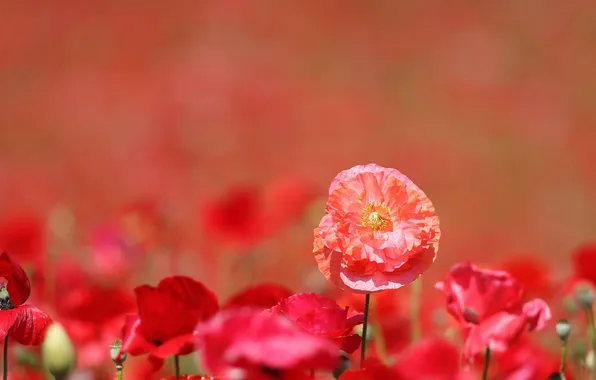 Field, Wallpaper, paint, Mac, petals, meadow