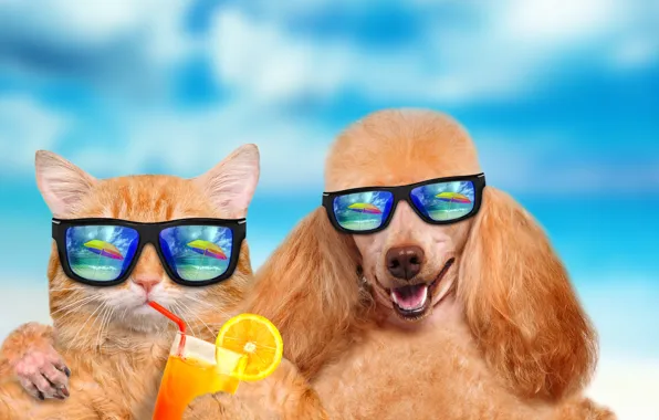 Summer, cat, dog, vacation