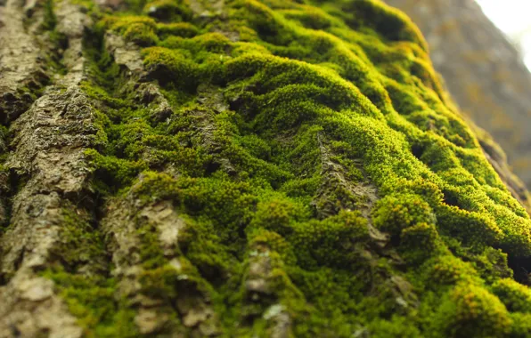 Green, moss, Tree, as the slope.