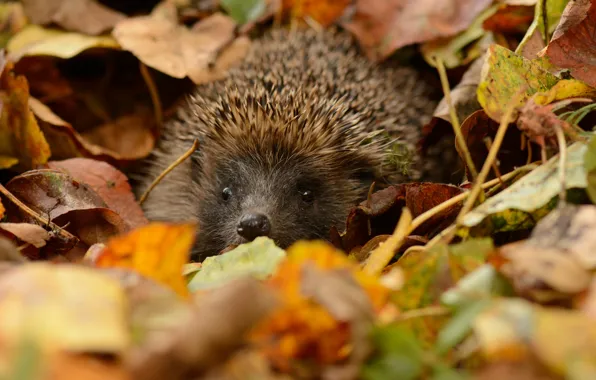 Picture leaves, eyes, barb, muzzle, hedgehog