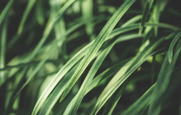 Green, grass, macro