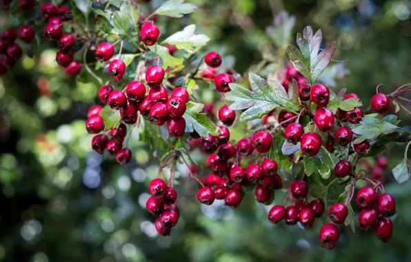 Berries, fruit, leaves