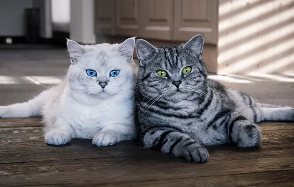 Cat, eyes, cat, look, light, cats, house, cats