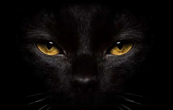 Cat, eyes, cat, mustache, look, face, close-up, black
