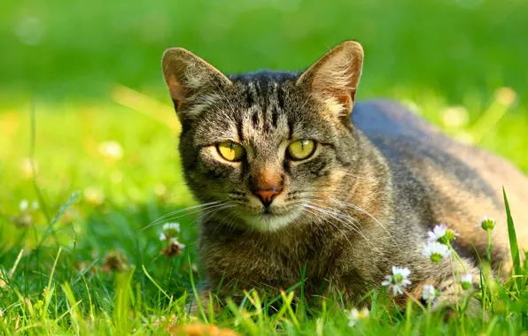 Greens, cat, summer, grass, cat, look, light, flowers