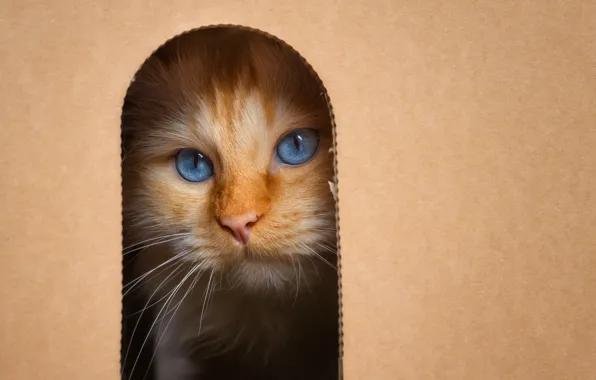 Cat, cat, look, pose, box, fluffy, red, arch