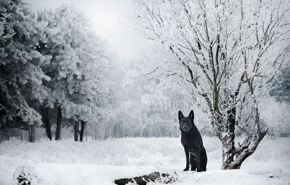 Winter, snow, trees, nature, dog, German shepherd