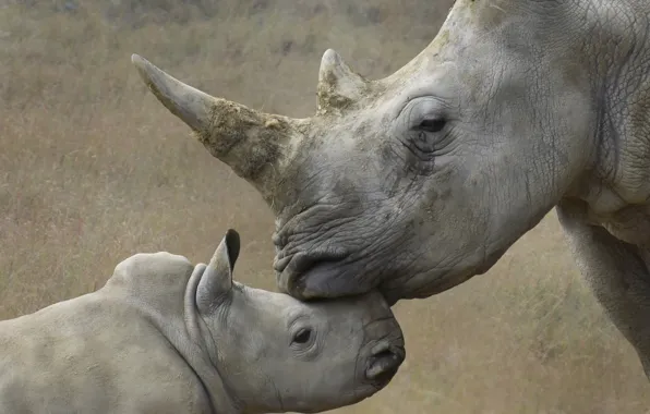 Picture nature, background, rhinos