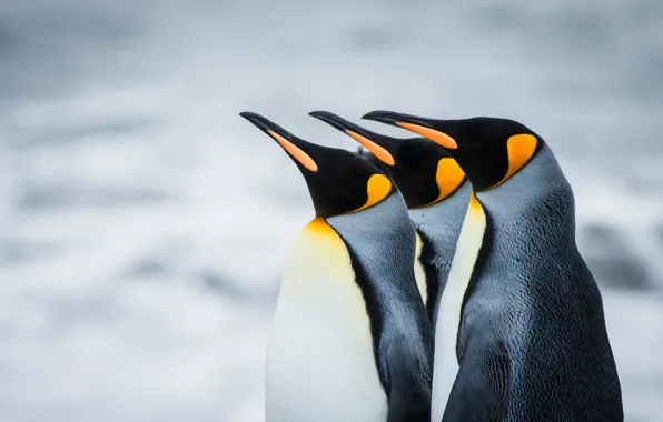Picture penguins, Antarctica, South Georgia, Royal