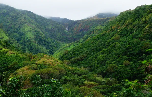 Picture forest, the sky, clouds, trees, landscape, nature, fog, waterfall