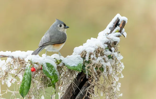 Winter, frost, leaves, snow, berries, background, bird, ice