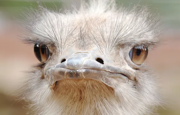 Nature, bird, beak
