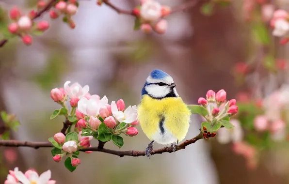 Flowers, bird, branch, spring, Apple, flowering, tit, Apple blossoms
