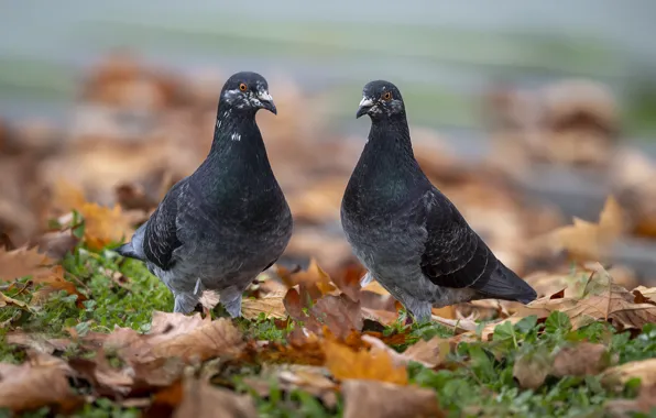 Birds, pigeons, a couple