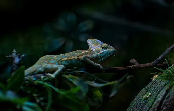Chameleon, reptile, camouflage