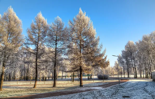 The sky, the sun, snow, trees, Park, track, Saint Petersburg, Russia