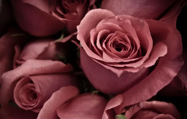 Picture macro, roses, petals