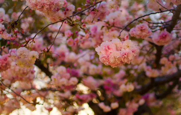 Picture branches, cherry, tree, spring, Sakura, flowering, flowers