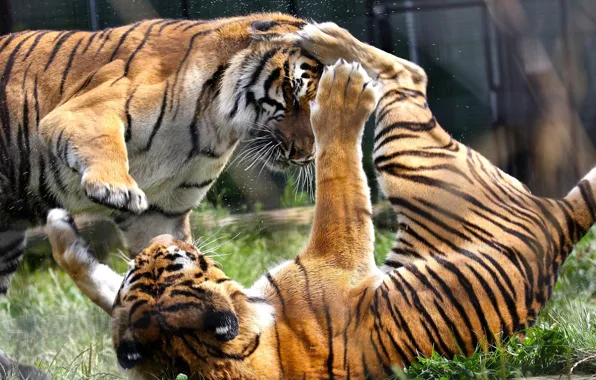 The game, predators, fight, wild cats, a couple, tigers, zoo, showdown