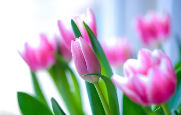 Pink, tulips, buds