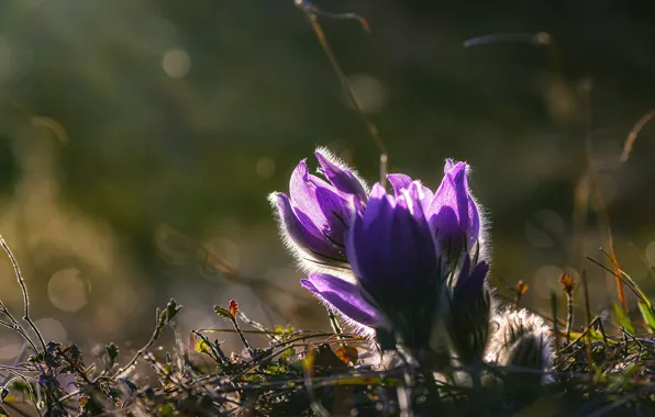 Light, flowers, glade, spring, purple, buds, lilac, bokeh