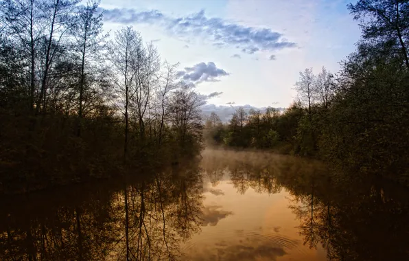 Trees, nature, river, view, beauty, the evening, haze, forest