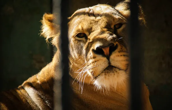 Animals, cell, beautiful, lions, lioness, zoo, pride