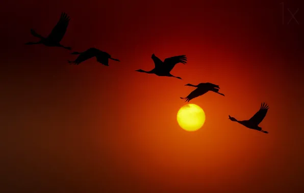 Picture The sun, sun, cranes, cranes, ido meirovich