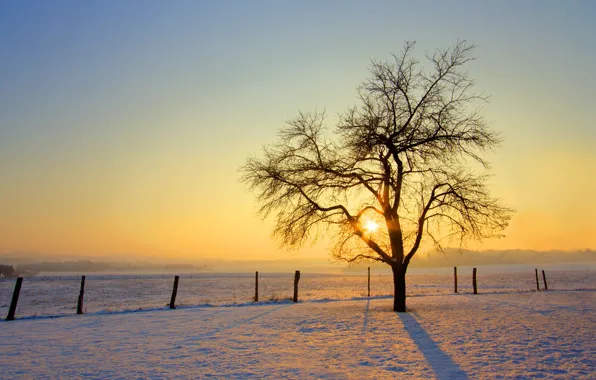 Winter, the sun, snow, tree