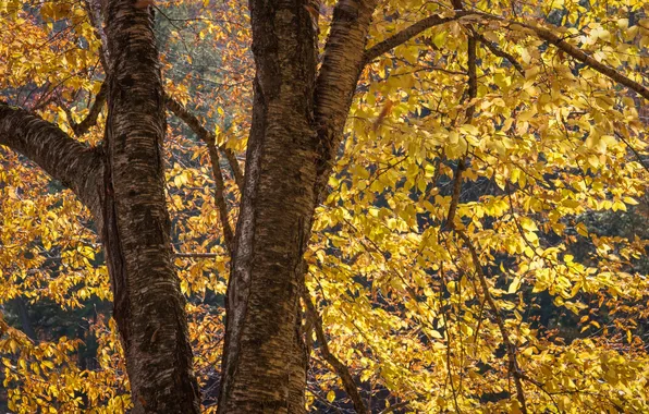 Autumn, leaves, tree, trunk