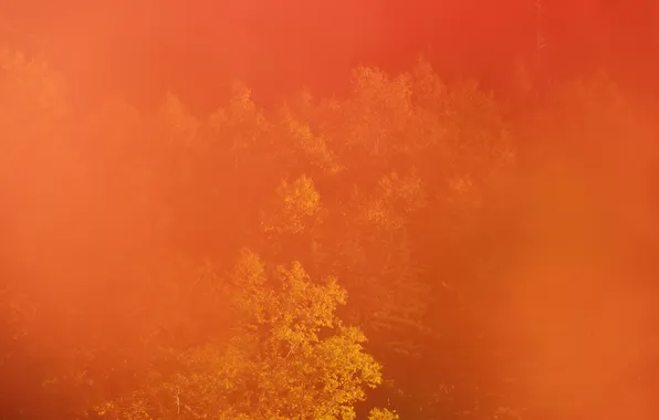 Autumn, forest, trees, haze