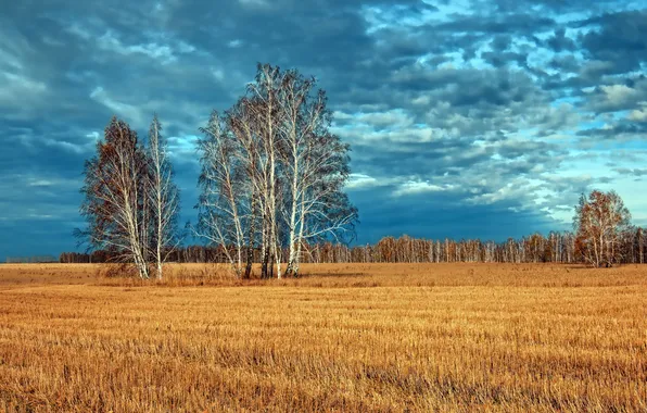 Field, autumn, landscape