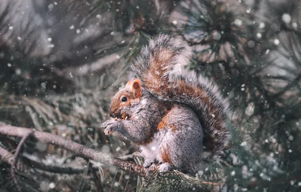 Picture winter, snow, trees, branches, protein, needles, snowfall, pine