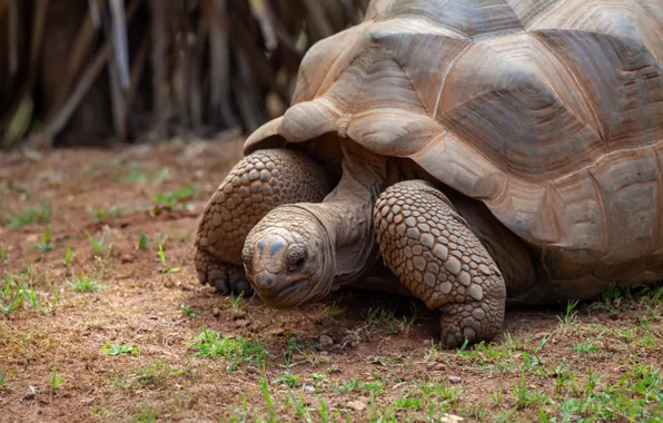 Grass, pose, turtle, large, walk, shell, land