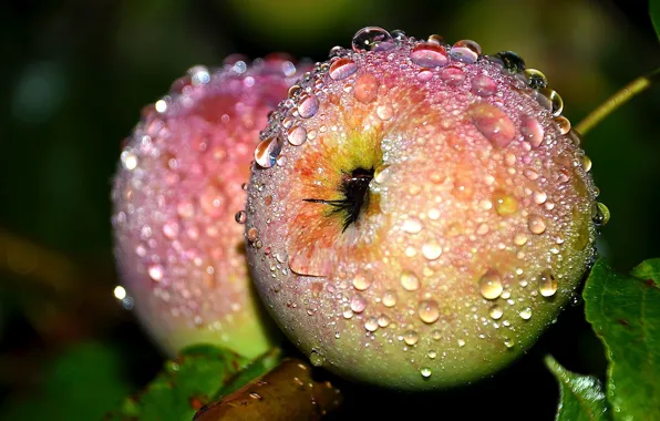 Picture drops, apples, two