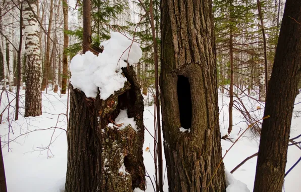 Forest, tree, the hollow, the hole in the tree