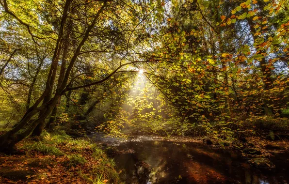 Autumn, forest, the sun, light, trees, Park, shore, foliage