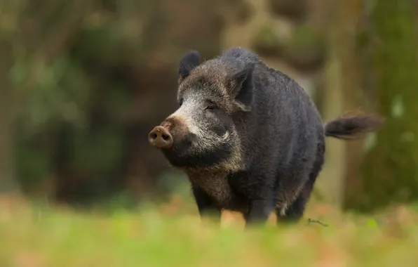 Forest, look, face, background, black, pig, boar, ponytail