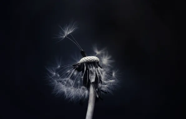 Picture dandelion, fuzzes, black background