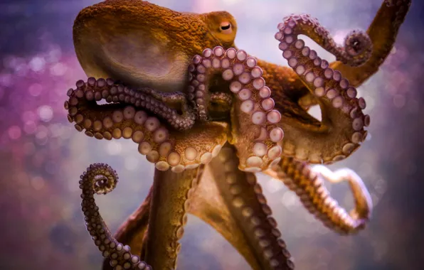Octopus, tentacles, sucker