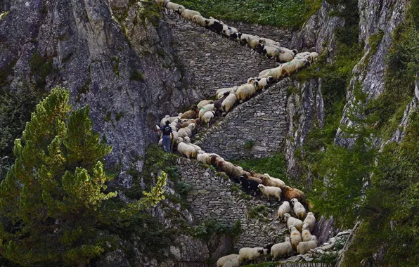 Wallpaper Switzerland, walleska Chervonoye sheep, the herd, mountains, Valia