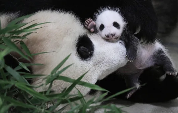 Picture Nature, eyes, legs, claws, pussies, Milota, faces, bamboo leaves