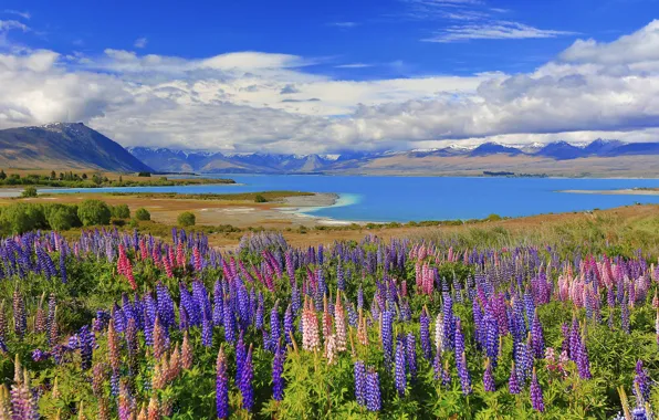 Greens, field, summer, the sky, clouds, flowers, mountains, lake