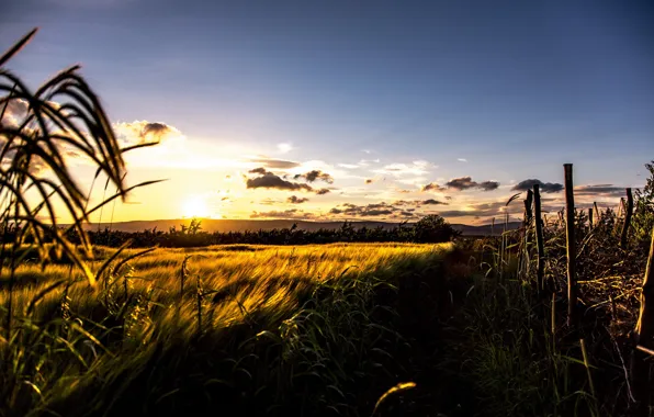 Field, landscape, sunset