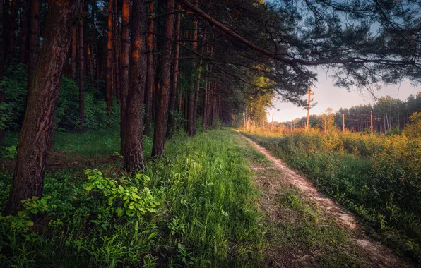 Picture road, forest, Russia, Moscow oblast, Nakhabino